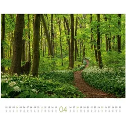 Ackermann, Kalender, Wald Kalender 2027 (Querformat)