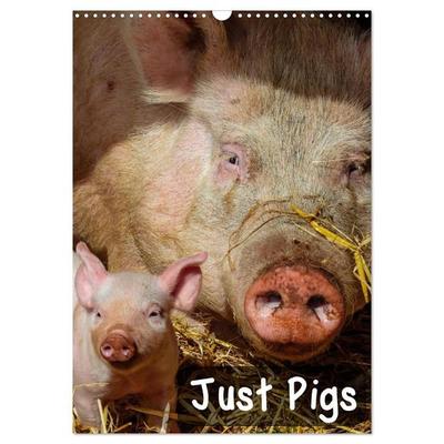 Just Pigs (Wall Calendar 2027 DIN A3 portrait), CALVENDO 12 Month Wall Calendar
