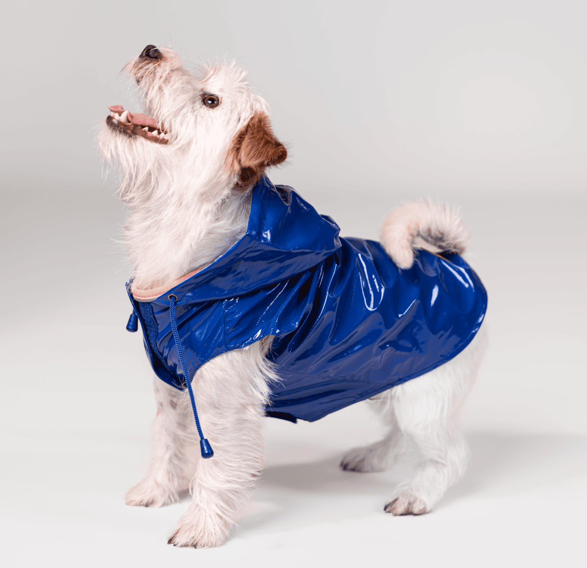 Yes! Impermeabile Cane Raindrop Blu CM.30