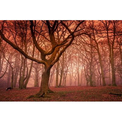 Papermoon "Wald"