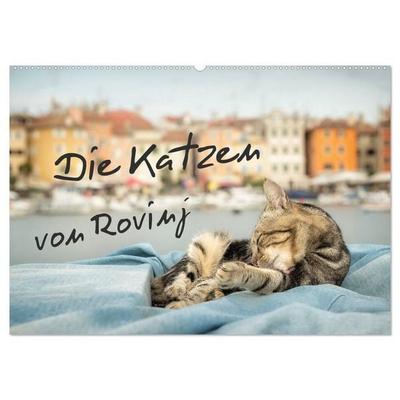 Die Katzen von Rovinj (Wandkalender 2027 DIN A2 quer), CALVENDO Monatskalender