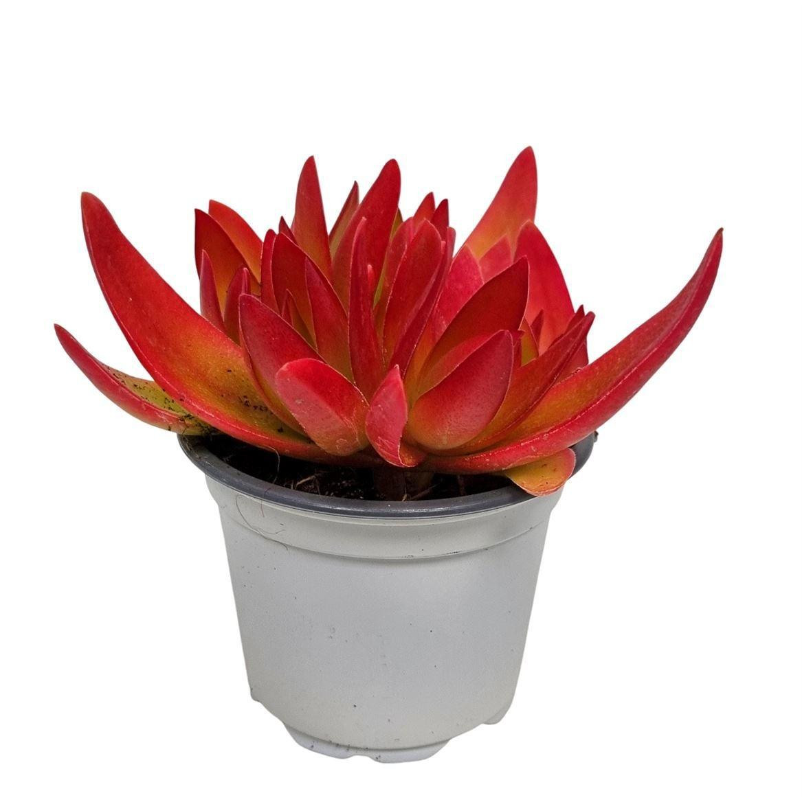 Hamiplant Sukulente Crassula On Fire