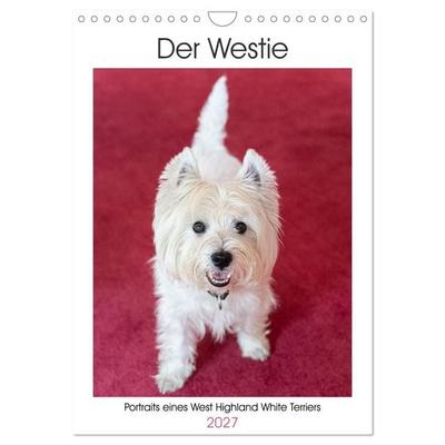 Der Westie - Portrait eines West Highland White Terriers (Wandkalender 2027 DIN A4 hoch), CALVENDO Monatskalender