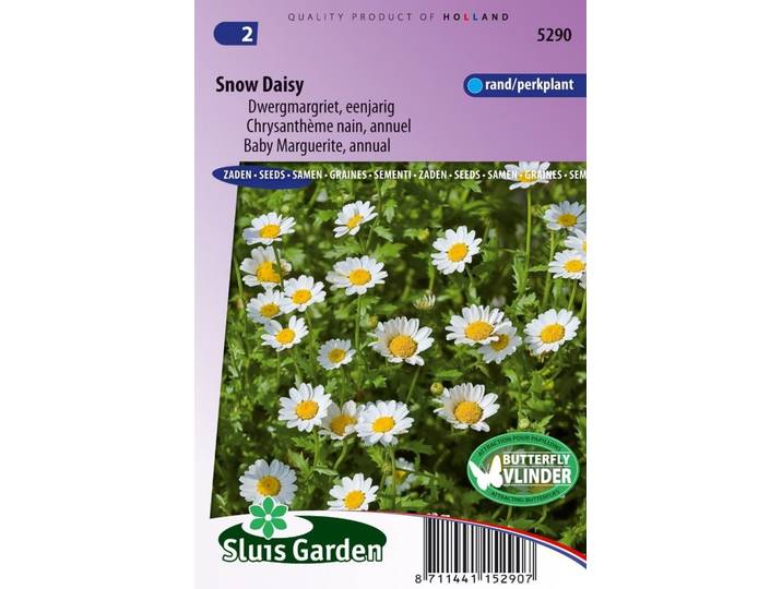 Chrysanthemum zaden Snow Daisy Margriet