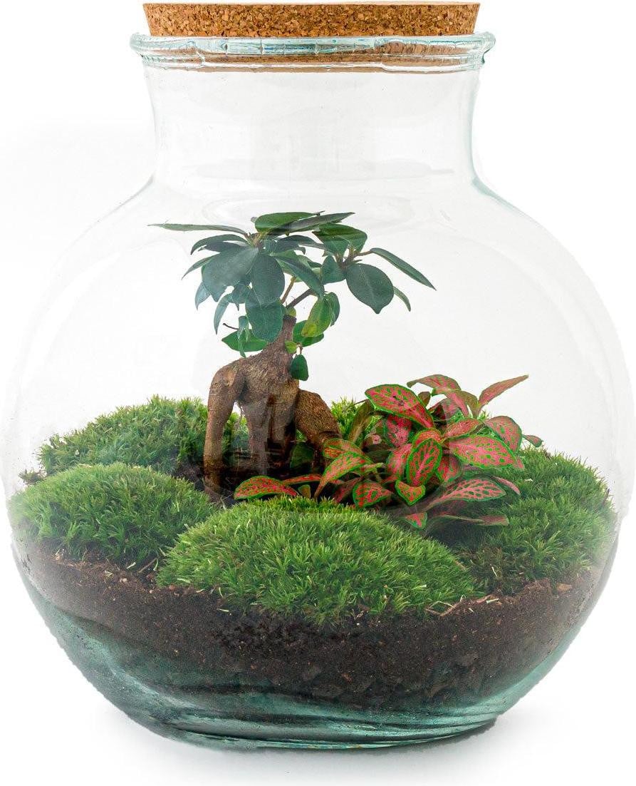 Oasis of Life DIY kit Teddy Bonsai Do Ø25cm H26,5cm terrarium kamerplant mini