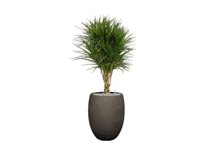 Pflanzen Arrangement „Dracaena marginata in Terreno“, Höhe 140 cm Baq Design