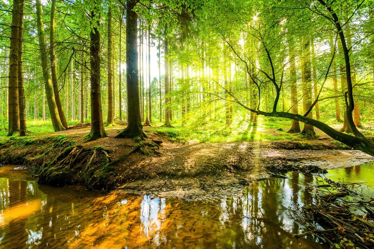 Papermoon "WALD-HERBST NATUR LANDSCHAFT BÄUME DSCHUNGEL SEE BIRKEN"