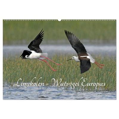 Limikolen - Watvögel Europas (Wandkalender 2027 DIN A2 quer), CALVENDO Monatskalender