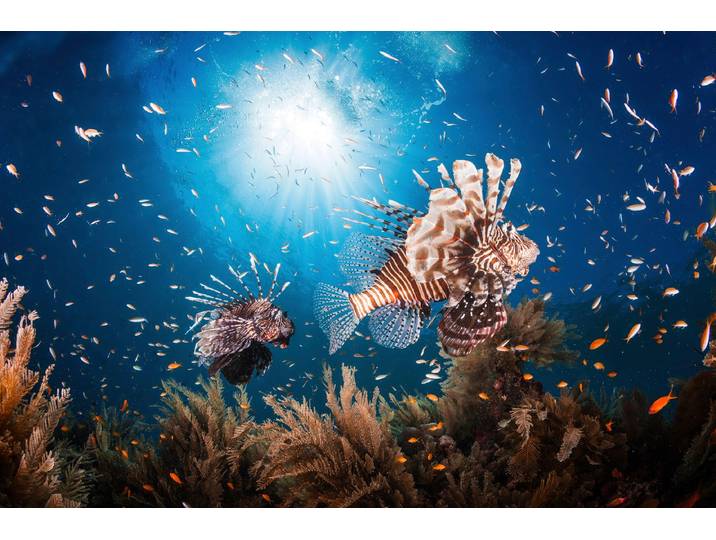 Fototapete PAPERMOON Photo-Art BARATHIEU GABRIEL, LIONFISH , bunt, B:1,5m L:1,11m, Vlies, Tapeten, Fototapete