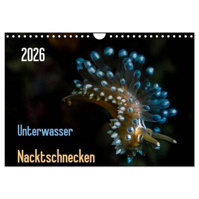 Unterwasser - Nacktschnecken 2026 (Wandkalender 2026 DIN A4 quer), CALVENDO Monatskalender