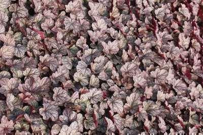 6 x Heuchera hybr. Silver Scrolls purperbloemige plant, potmaat 9 x 9 cm van GRDplanten