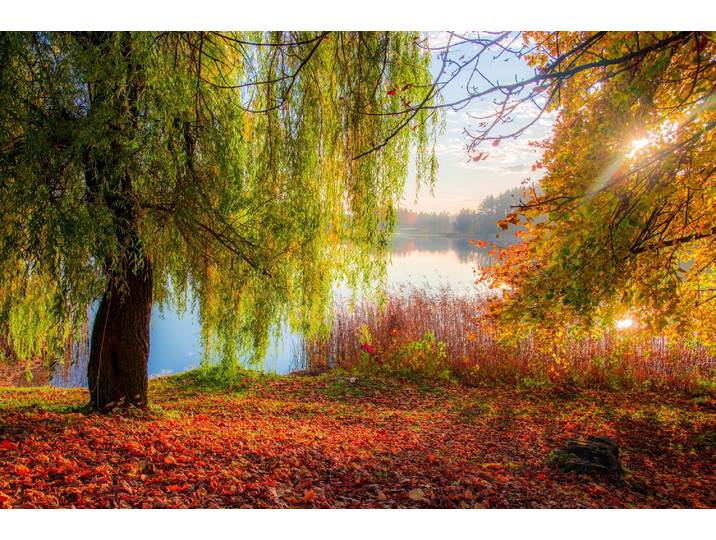 Fototapete PAPERMOON HERBST-SEE-SONNE WALD UFER WASSER WALD BÄUME STRAND , bunt, B:4m L:2,6m, Vlies, Tapeten, Fototapete