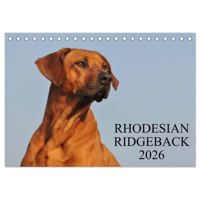 Rhodesian Ridgeback 2026 (Tischkalender 2026 DIN A5 quer), CALVENDO Monatskalender