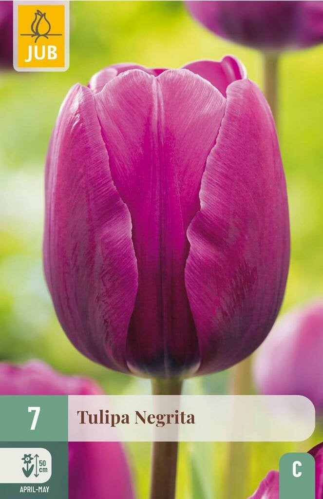 JUB Tulipa Negrita bloembollen, 10 stuks
