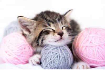 IH Casa Decor Plastic Placemat Kitten With Yarn - Set of 12