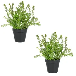 CREATIV green Sedum acre Yellow Queen im Kunststofftopf, 32cm, im 2er Set