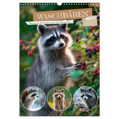 Waschbären - Neugierige Streifzüge durch die Jahreszeiten (Wandkalender 2027 DIN A3 hoch), CALVENDO Monatskalender