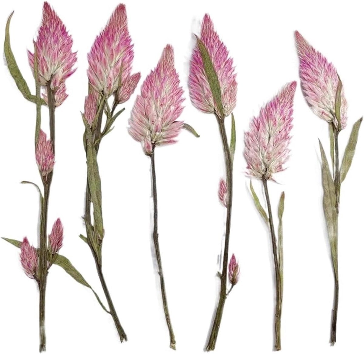Set van 12 handgemaakte roze droogbloemen voor creatieve decoratie