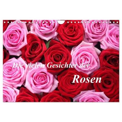 Die vielen Gesichter der Rosen (Wandkalender 2026 DIN A4 quer), CALVENDO Monatskalender
