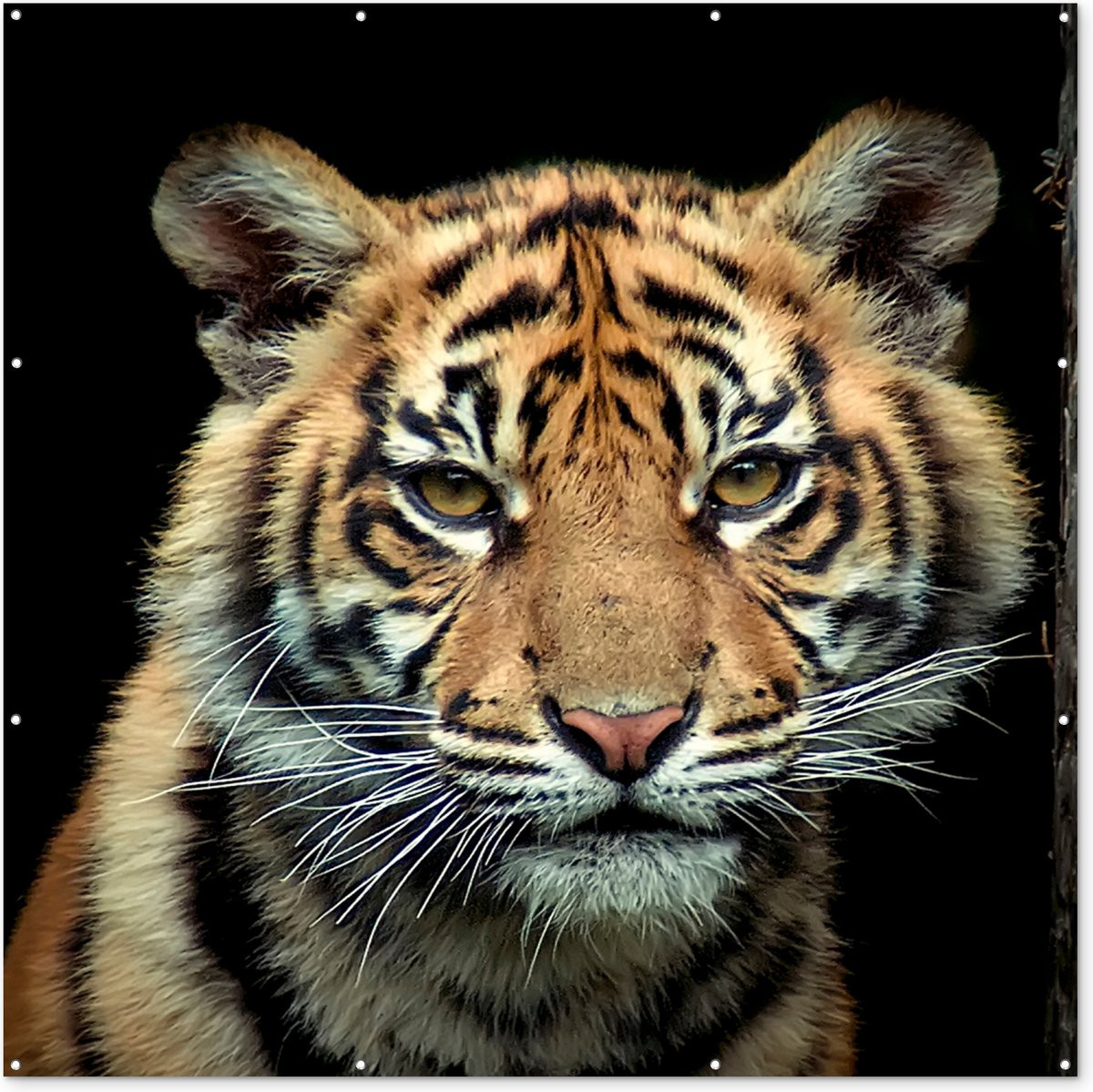 Tuindecoratie Tijger Welp Tuinposter - Zwart - 200 x 200 cm