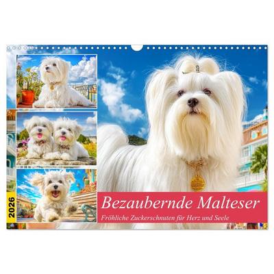 Bezaubernde Malteser. Fröhliche Zuckerschnuten für Herz und Seele (Wandkalender 2026 DIN A3 quer), CALVENDO Monatskalender