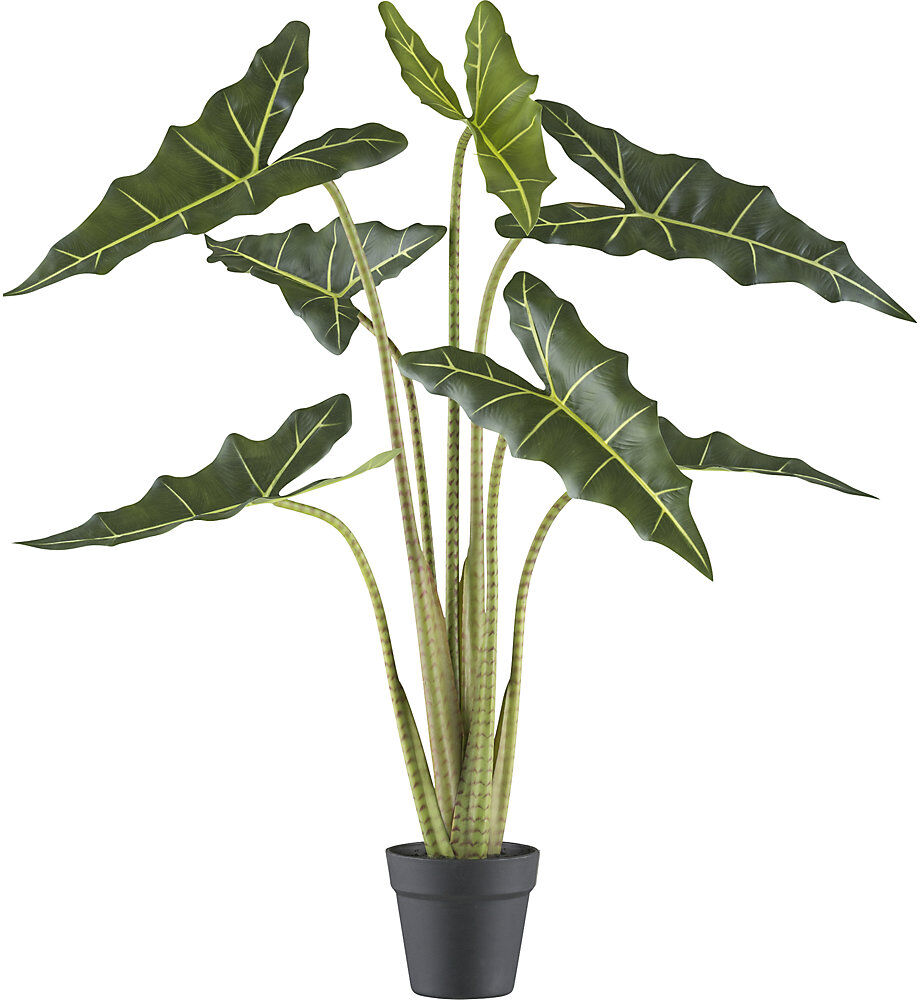 kaiserkraft Alocasia zebrina sarian, Kunststofftopf, Höhe 1000 mm