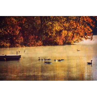 Fototapete PAPERMOON "See mit Enten", bunt, B:3,5m L:2,6m, Vlies, Tapeten