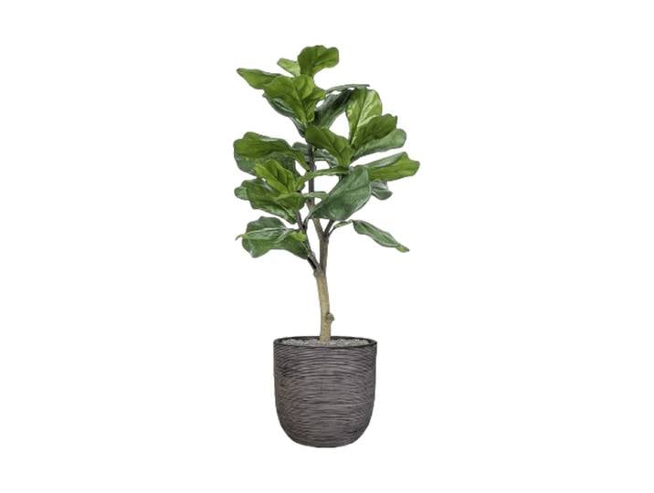 Pflanzen Arrangement „Ficus lyrata in Nature Rib“ Ø 40 x 120-130 cm Baq Design
