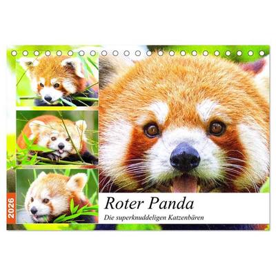 Roter Panda. Die superknuddeligen Katzenbären (Tischkalender 2026 DIN A5 quer), CALVENDO Monatskalender