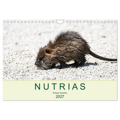 NUTRIAS - Pelzige Gesellen (Wandkalender 2027 DIN A4 quer), CALVENDO Monatskalender