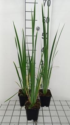 6 x Siberische iris Iris sibirica Perry's Blue - Pot van 9 x 9 cm - GRDplanten