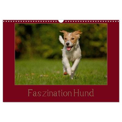 Faszination Hund (Wandkalender 2026 DIN A3 quer), CALVENDO Monatskalender