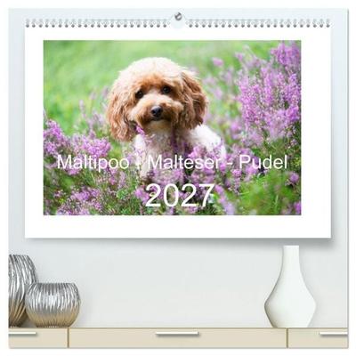 Maltipoo - Malteser -Pudel (hochwertiger Premium Wandkalender 2027 DIN A2 quer), Kunstdruck in Hochglanz