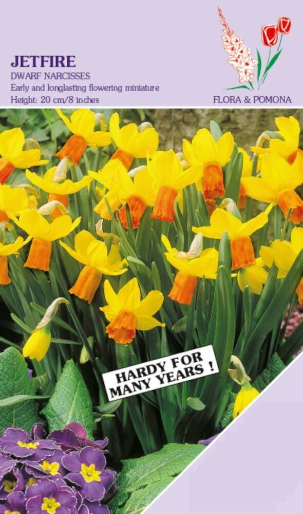 Narcis Jetfire bloembollen - 15 stuks - Geel en Oranje