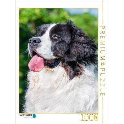CALVENDO Puzzle Landseer Porträt | 1000 Teile Lege-Größe 64x48cm Foto-Puzzle für glückliche Stunden