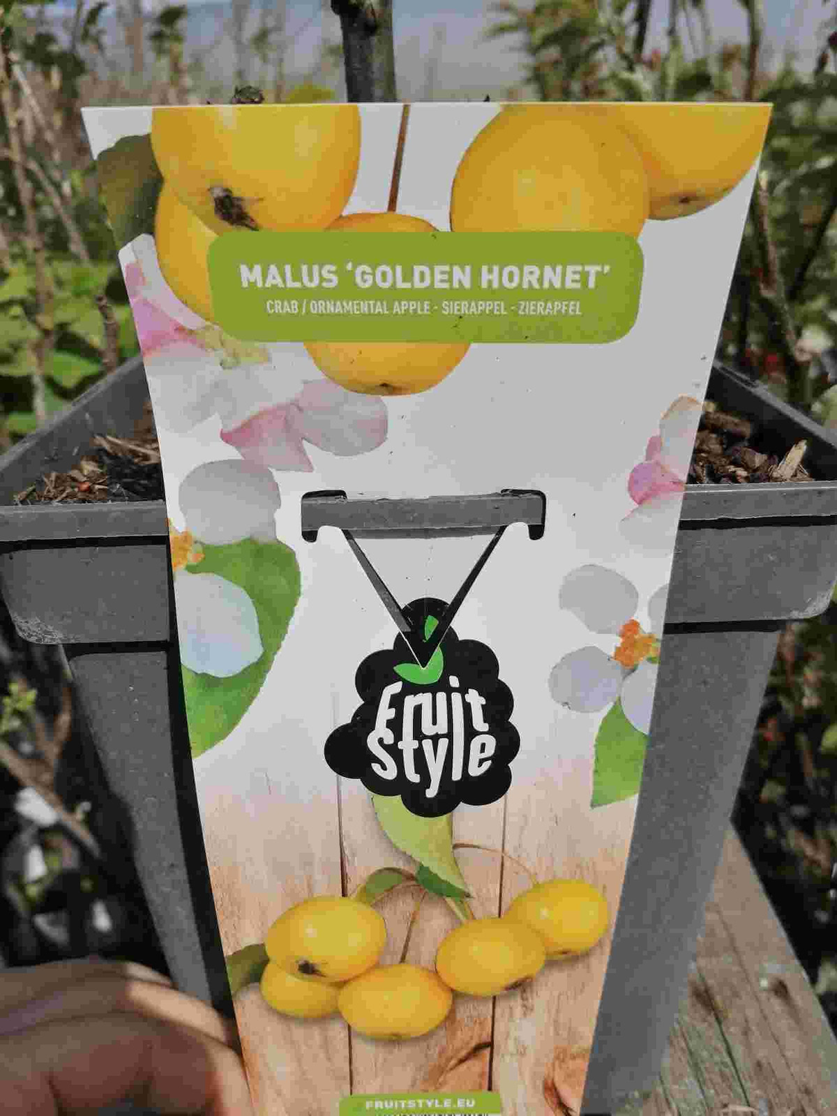 Zierappel Golden Hornet Malus 100-120 cm
