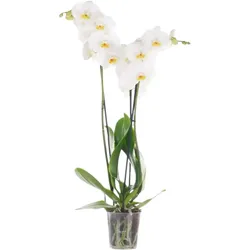 Orchidee Extra (Phalaenopsis) 2 Triebe, weiß, d12