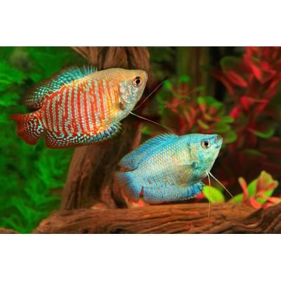 Fototapete PAPERMOON "UNTERWASSER-WELT-GOURAMI FISCHE KORALLE SEE MEER TIERE", bunt, B:4,5m L:2,8m, Vlies, Tapeten