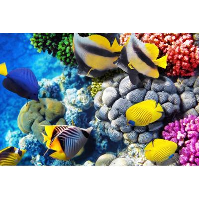 Fototapete PAPERMOON "Fische", bunt, B:4,5m L:2,8m, Vlies, Tapeten