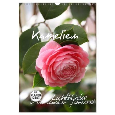 Kamelien Lichtblicke in der dunklen Jahreszeit (Wandkalender 2026 DIN A3 hoch), CALVENDO Monatskalender