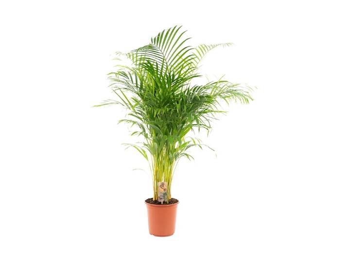 Areca Ø21 - Goldfruchtpalme