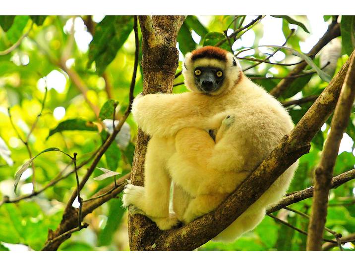 Fototapete PAPERMOON MAKI LEMOR MIT BABY-MADAGASKAR AFFE TIERE BAUM , bunt, B:5m L:2,8m, Vlies, Tapeten, Fototapete
