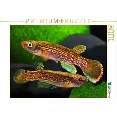 CALVENDO Puzzle Anablepsoides fransvermeuleni, SURINAME | 1000 Teile Lege-Größe 64x48cm Foto-Puzzle für glückliche Stunden