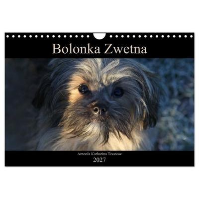 Bolonka Zwetna 2027 (Wandkalender 2027 DIN A4 quer), CALVENDO Monatskalender