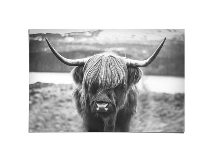 Poster Cattle 61 x 91,5