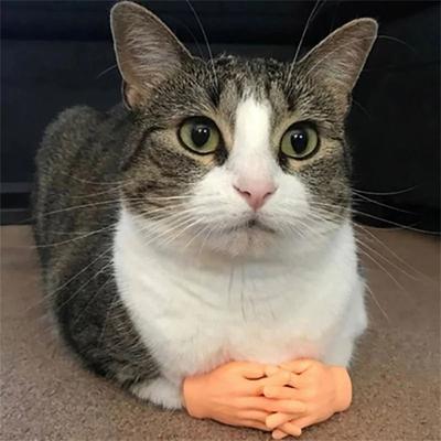 Uplift Essentials Tiny Hands Silicone Cat Massage Tool Tiny Hands Silicone Cat Massage Tool