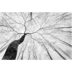 FOTOTAPETE Baumkronen im Himmel 432/290 cm