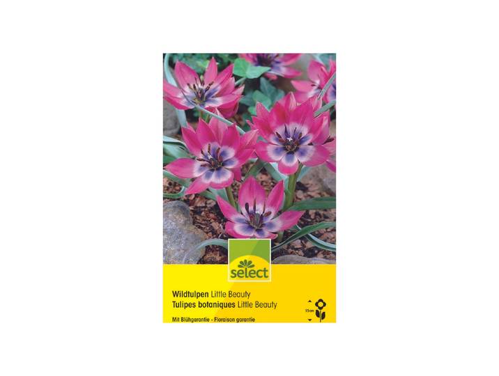 Select Blumenzwiebel Tulpen Little Beauty