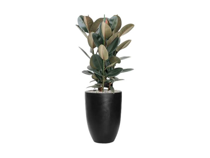 Pflanzen Arrangement „Ficus elastica 'Abidjan' in Fiberstone“, Höhe 130-140 cm Baq Design