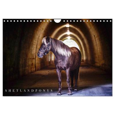 Shetlandpony Kalender (Wandkalender 2027 DIN A4 quer), CALVENDO Monatskalender